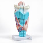 Magnified Human Larynx Model